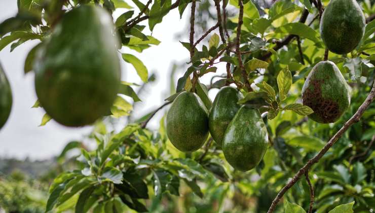 pianta avocado