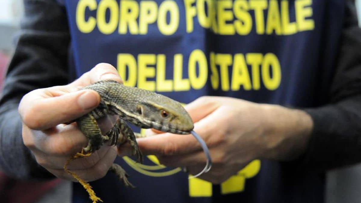 Perche a Roma ce lallarme serpenti.jpg