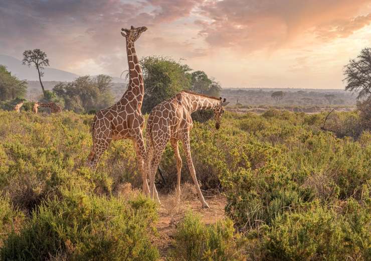 Safari Africa.jpg