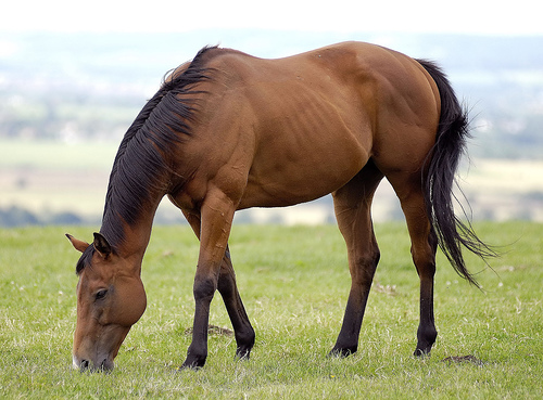 cavallo.jpg