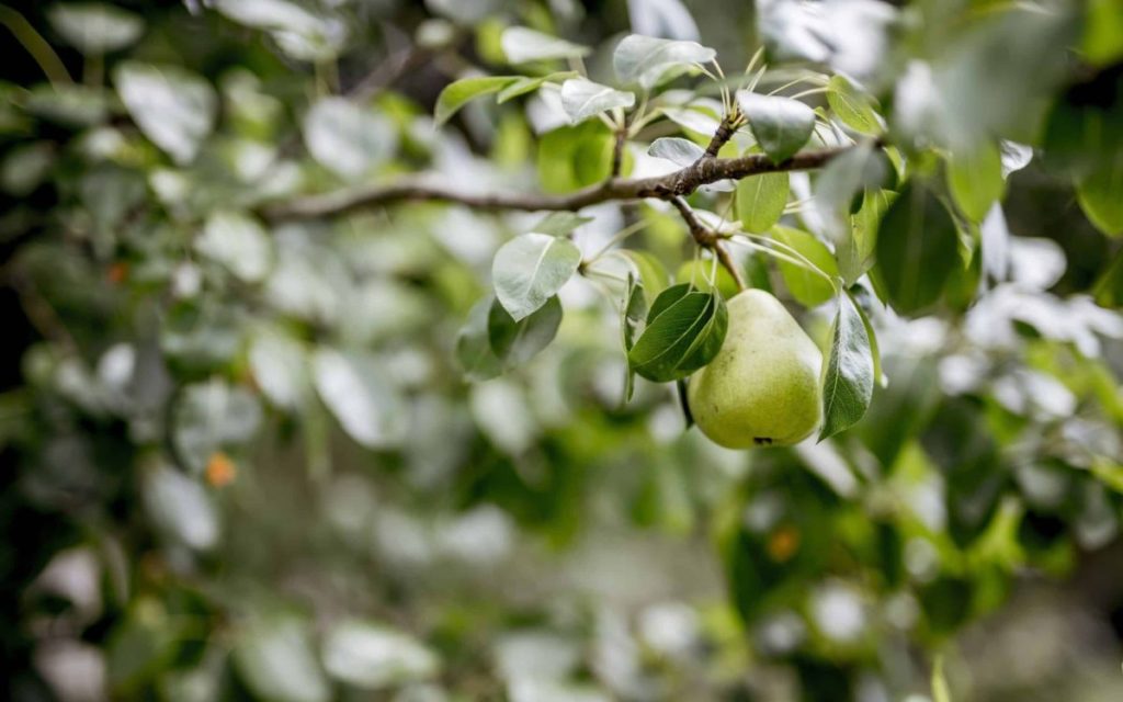 coldiretti alberi frutta scaled e1690301425568.jpg