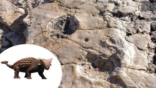 dinosaur footprints found italy 1 500x281.jpg