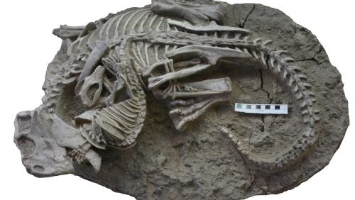fossile 500x282.jpg