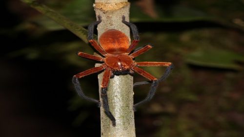new spider species sadala rauli 1 500x281.jpg