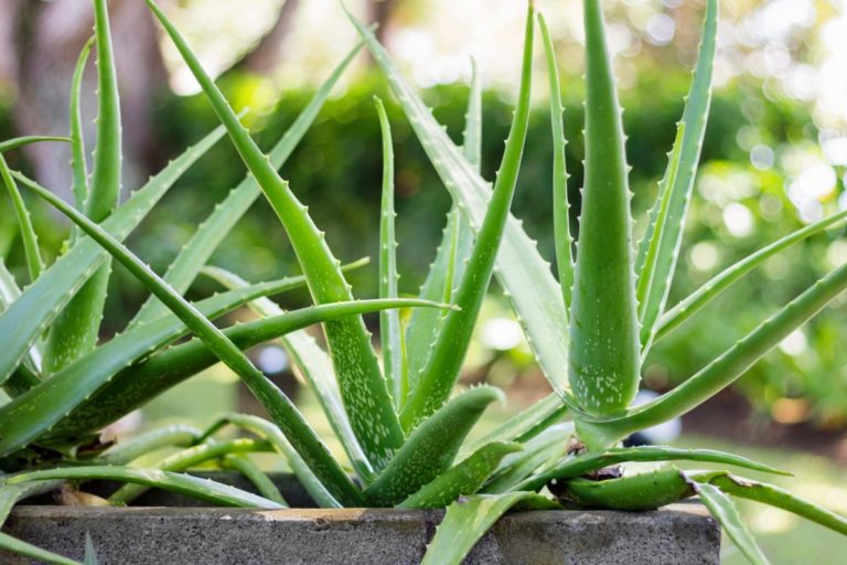 Aloe 1 scaled.jpeg