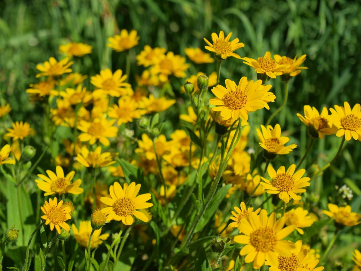 Arnica scaled.jpeg
