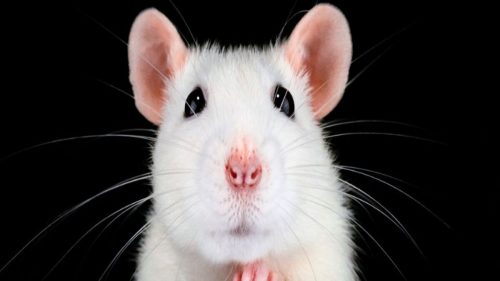 VisuallyImpairedMice 1 500x281.jpg