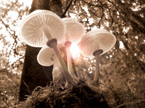 funghi allucinogeni 500x375.jpg