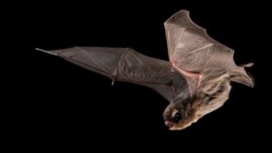 pipistrelli 500x282.jpg