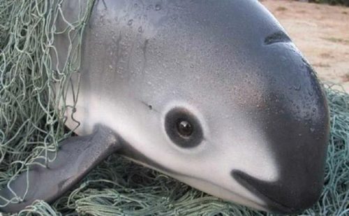 Mammifero marino più raro sulla Terra, arriva il primo allarme di estinzione 1 vaquita estinzione 500x309.jpg