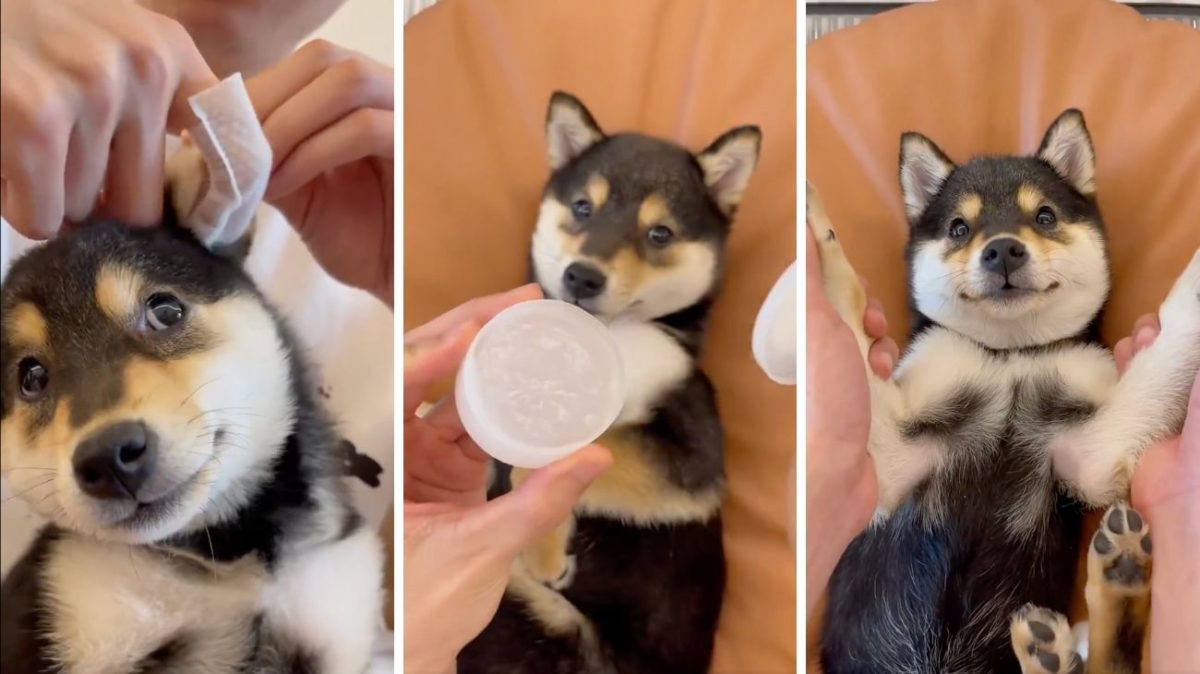 Cucciolo di Cane si rilassa alla Spa: il video è tenerissimo 1 Cane alla Spa.jpg