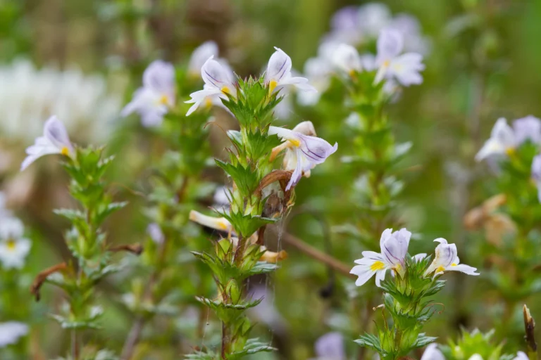 Eufrasia scaled.jpeg.webp