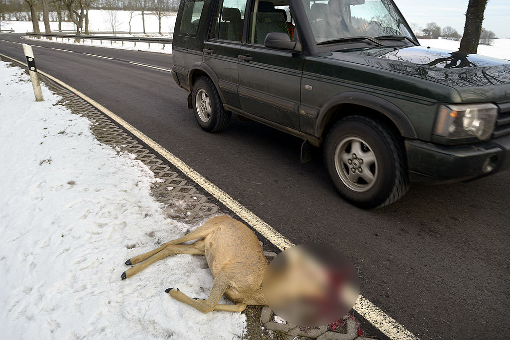 Incidente con animale 2.jpg