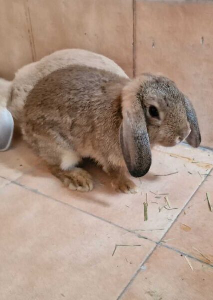 Jane femmina fulva agouti 426x600.jpg