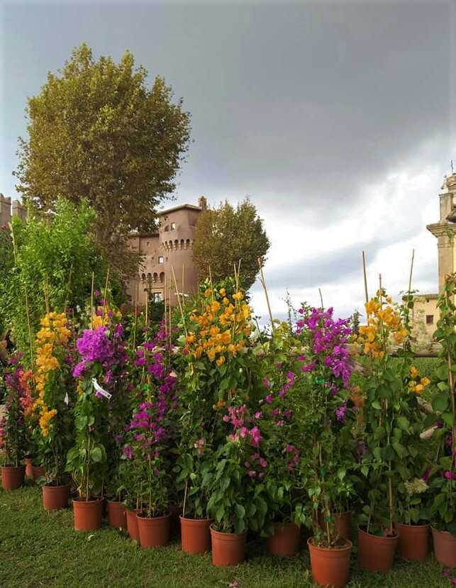 Verde in scena 2.jpg