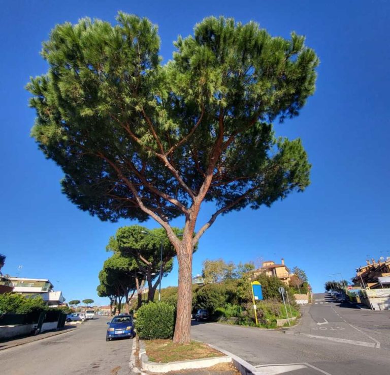 alberi via chirieletti cerveteri 2.jpeg