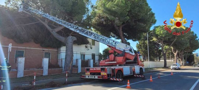 albero caduto reggimento trasmissioni aurelia civitavecchia vvf vigili fuoco pompieri.jpeg