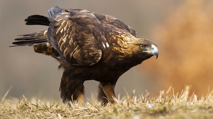 aquila reale parchilazio rete natura 2000.jpg