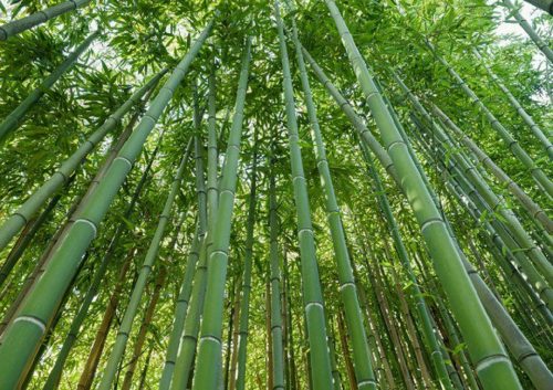 bambu 500x353.jpg