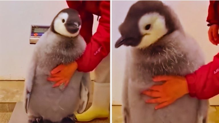 bilancia pinguino peso pesato umano.jpg