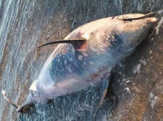 delfino tarquinia.jpg