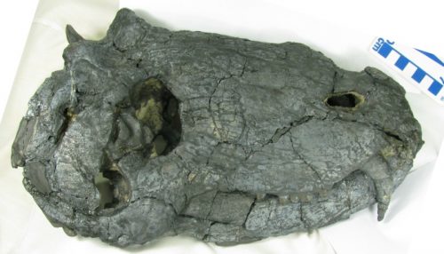 Scoperti i resti del più grande predatore che abitava il Sud America prima dei dinosauri 1 dinosauro 1 500x286.jpg