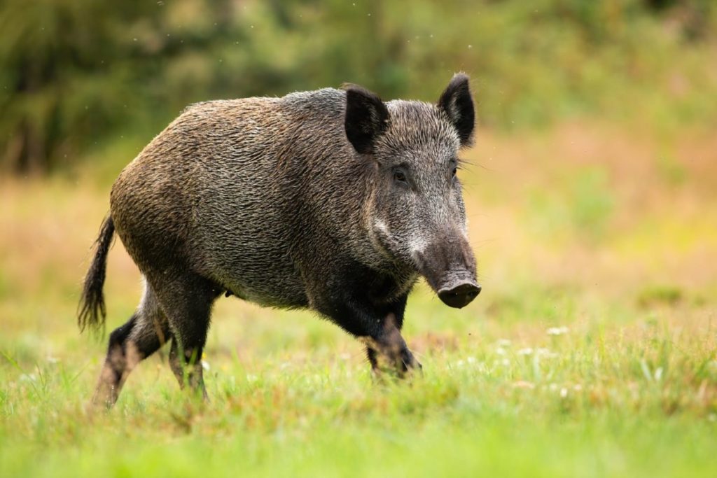 femmina adulta di cinghiale che corre da solo nella radura della foresta.jpg