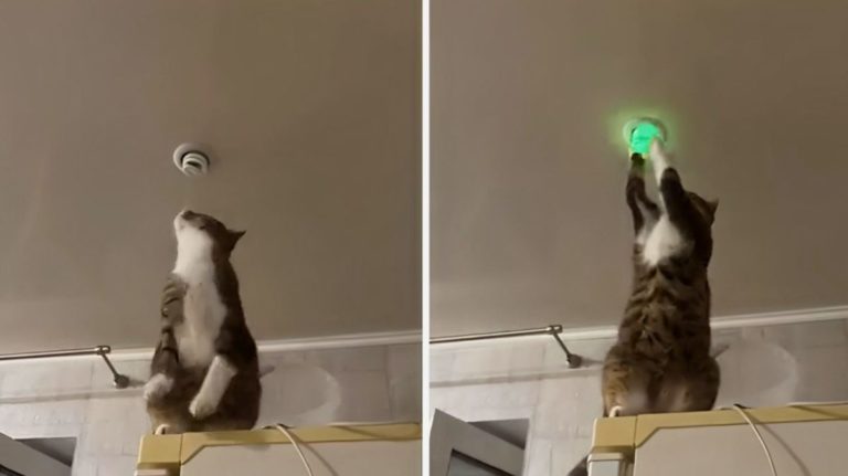 gatto elettricista ripara lampadina.jpg