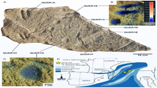 image 12278 Fish Trace Fossils 1 500x281.jpg