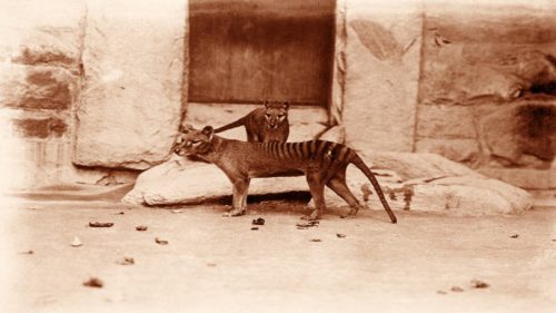image 4549 1 Thylacine 1 500x281.jpg