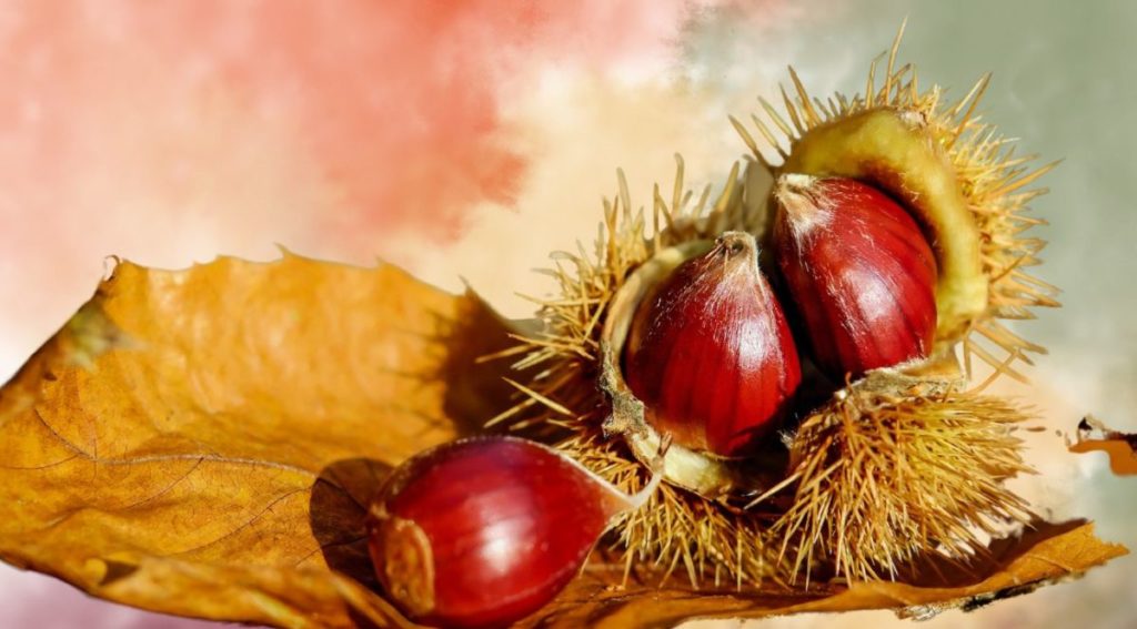 sagra della castagna autunno a.jpg