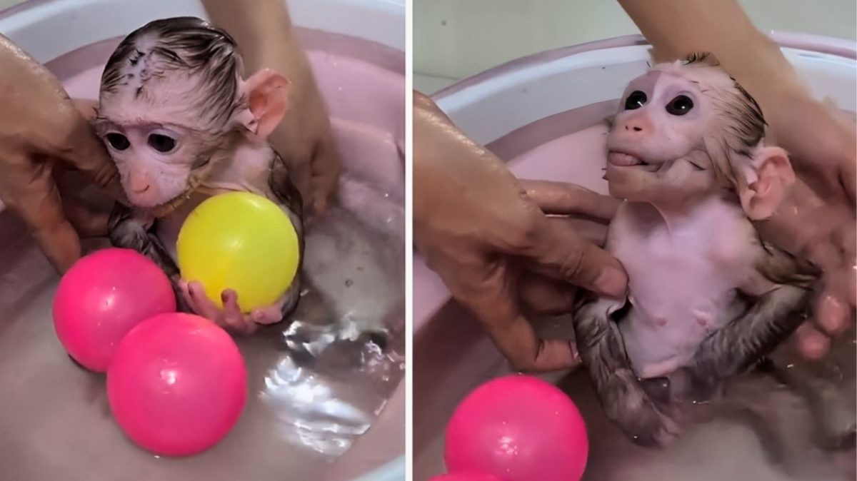 scimmia cucciolo bagno.jpg