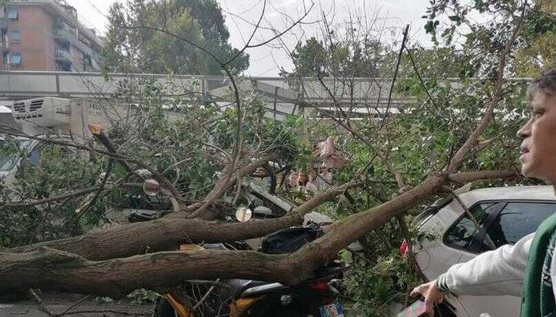 Raffiche di vento a Roma, tanti alberi abbattuti e oltre 80 interventi della Polizia Locale 1 1697796807401 FOTO ALBERI CADUTI.jpg