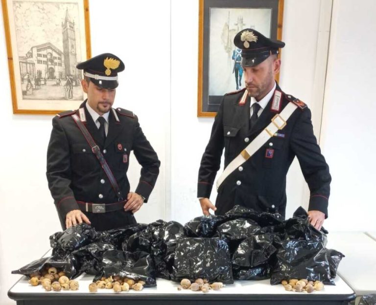 ANZIO 16 kg di bulbi di oppio sequestrati dai Carabinieri.jpg