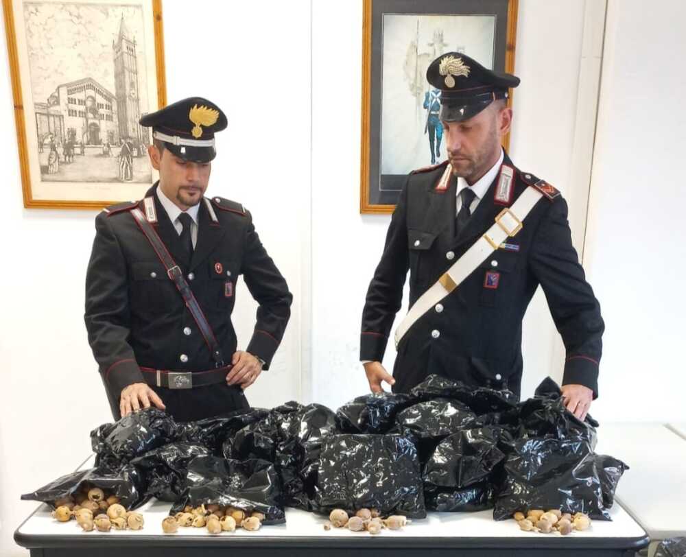 ANZIO 16 kg di bulbi di oppio sequestrati dai Carabinieri.jpg