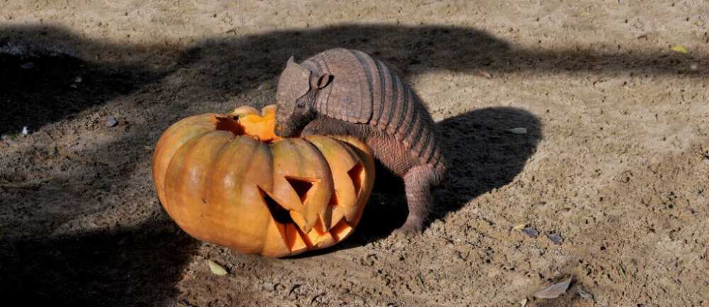 Armadillo.jpg