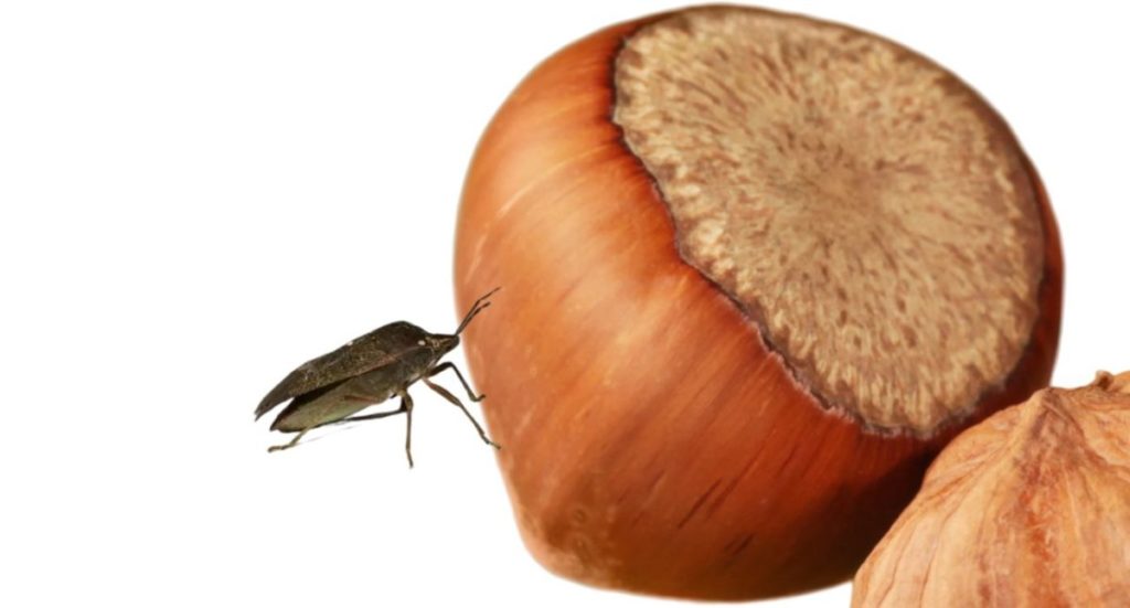 Cimici asiatiche 3.jpg