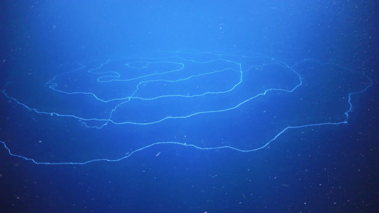 FK200308 Siphonophore SOI ROV 0002 1.jpg