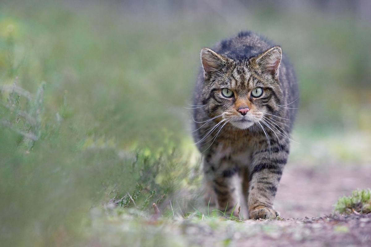 Così il gatto selvatico è (finalmente) tornato in Scozia 1 Gatto Scozia.jpg
