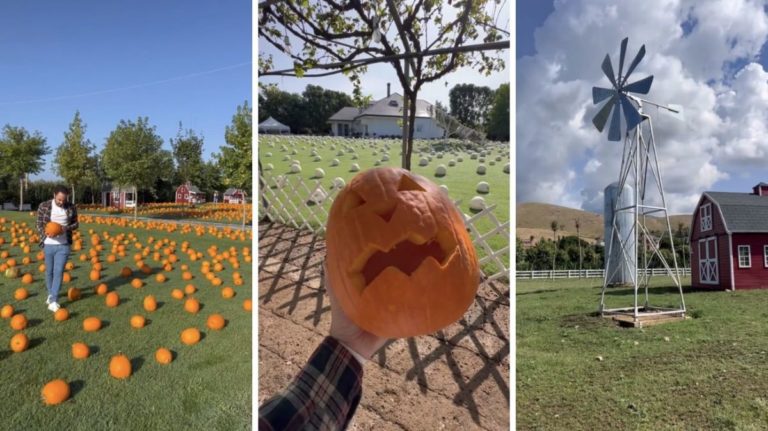 Halloween il campo di zucche piu bello dItalia. Ecco dove si trova.jpg