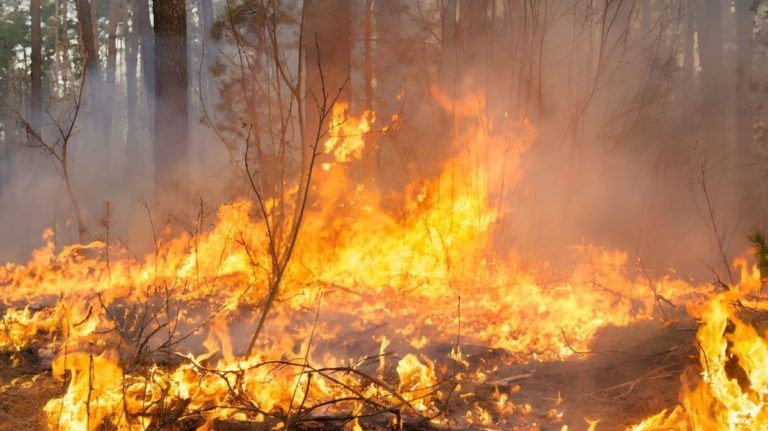 Incendi in Sicilia 4 1.jpg