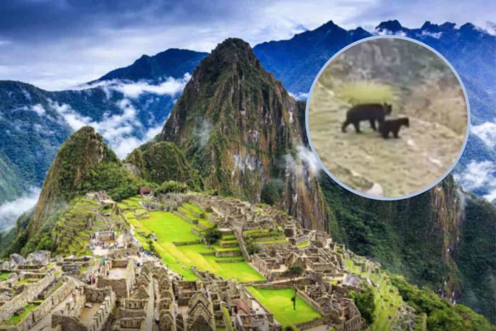 Orsi Machu Picchu.jpg