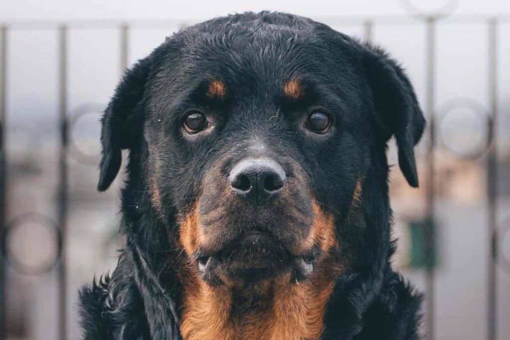 Rottweiler.jpg