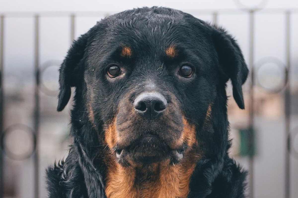 “Il nostro cane, cadendo dal balcone, non ha travolto la donna incinta. Lo volevamo salvare”: la versione dei proprietari 1 Rottweiler.jpg