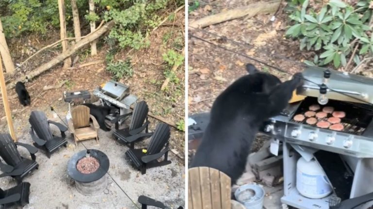 Stati Uniti un orso rovina il barbecue di famiglia cosa e successo in un video.jpg