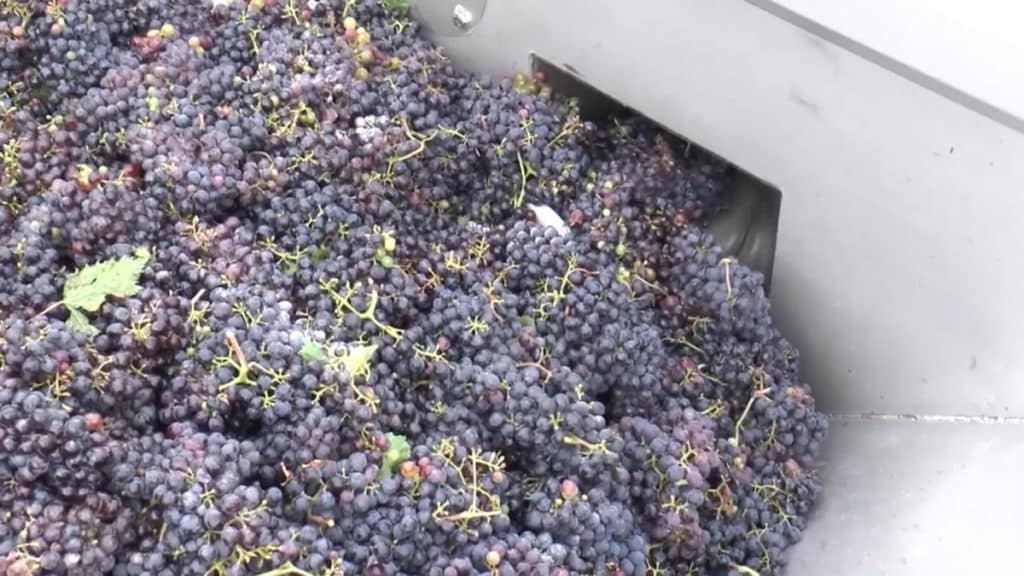 Vino.jpg