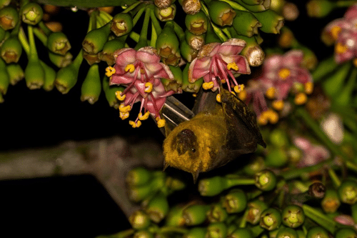 a bat with a yellow body and a brown face hanging upside down on a plant on some pink flowers m.png