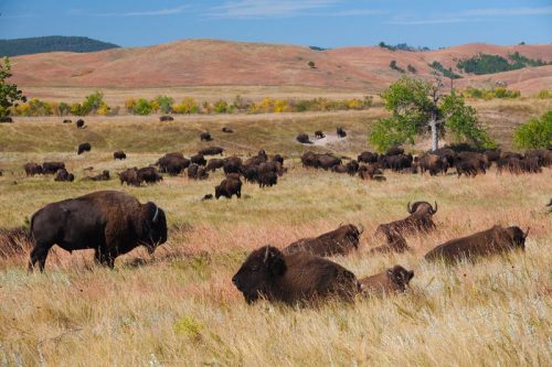 a herd of bison in the grassland of custer state park south dakota m 500x333.jpg