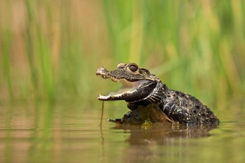 african dwarf crocodile osteolaemus tetraspis m.jpg