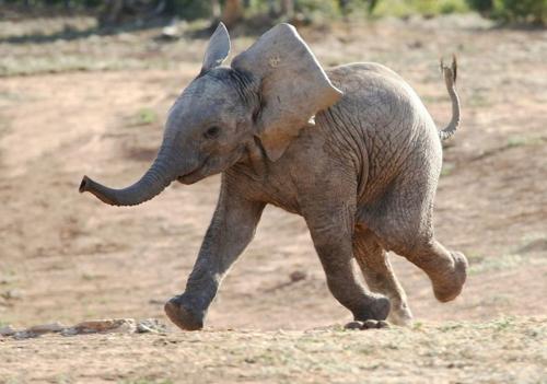 african elephant calf m.jpg